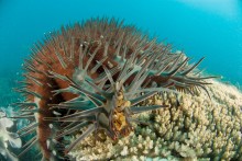 Crown-of-thorns starfish on coral