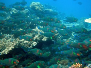 A school of rivulated parrotfish (Scarus rivulatus)