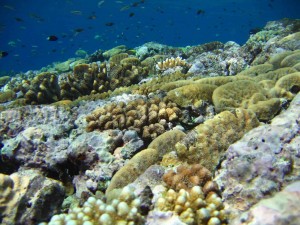 Wave-adapted outer-shelf reef