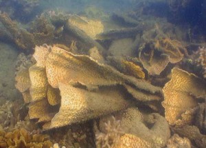 Coral breakage with living fragments