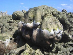 Dislodgement of massive corals