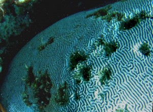 Scarring of coral surfaces by the movement of debris