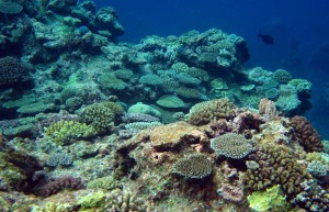 Coral sea, crest habitat