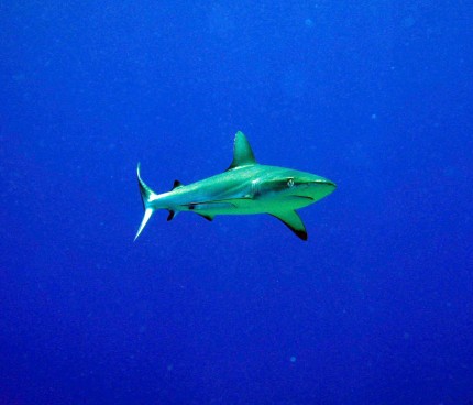 Coral sea, Grey Reef Shark