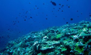 Coral sea, habitat and fish