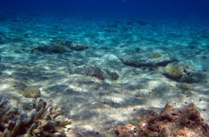 Coral sea habitat