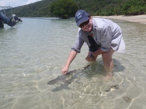 Release of a juvenile blacktip reef shark at Orpheus Island